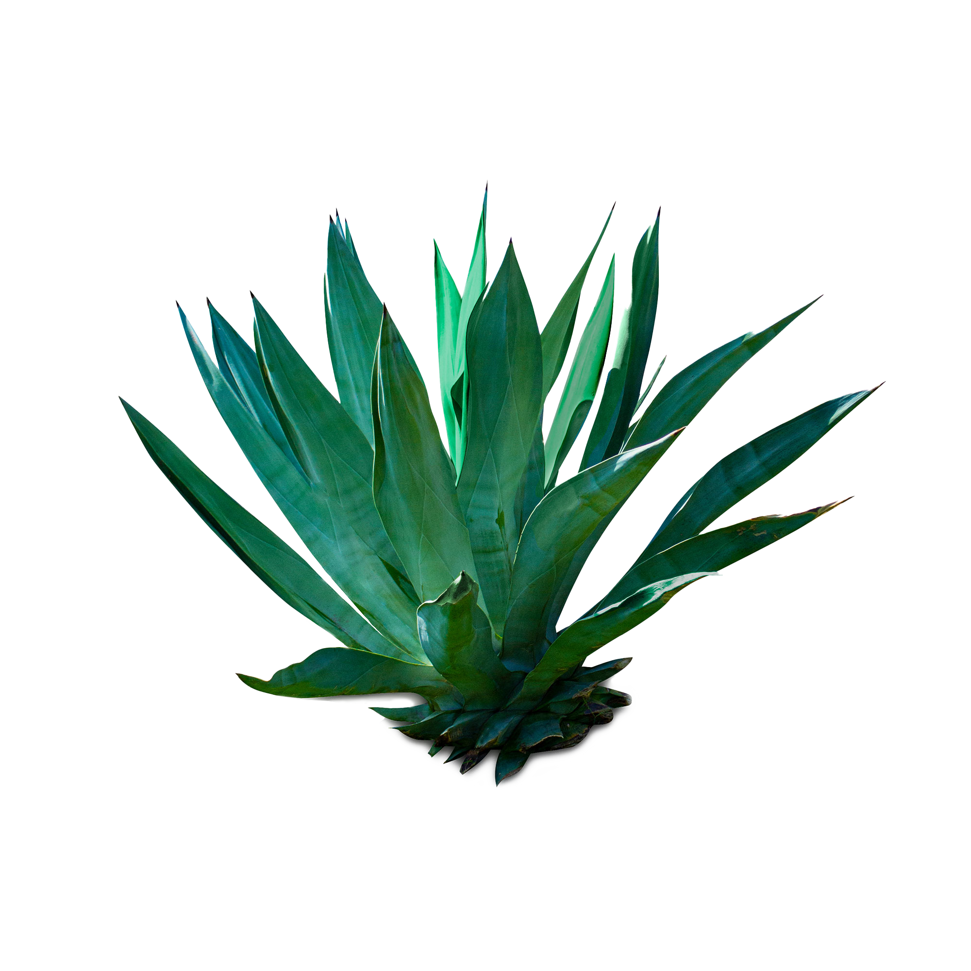 Blue Agave Blueshift Nutrition