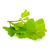 Ginkgo Biloba Leaf Extract