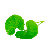 Gotu Kola Extract