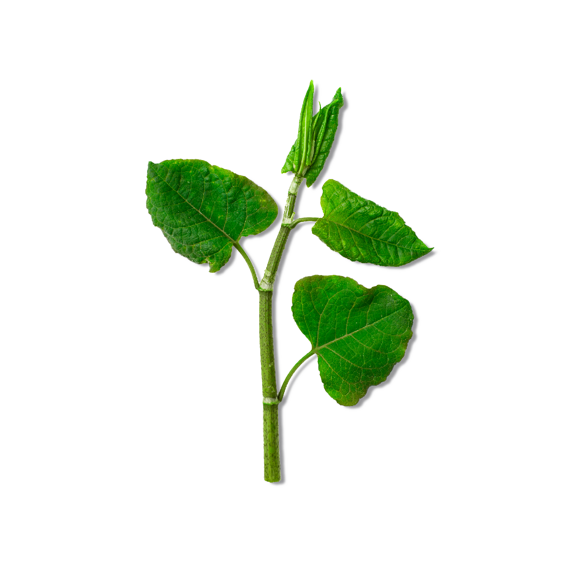 Resveratrol (from Japanese Knotweed Root Extract) Blueshift Nutrition