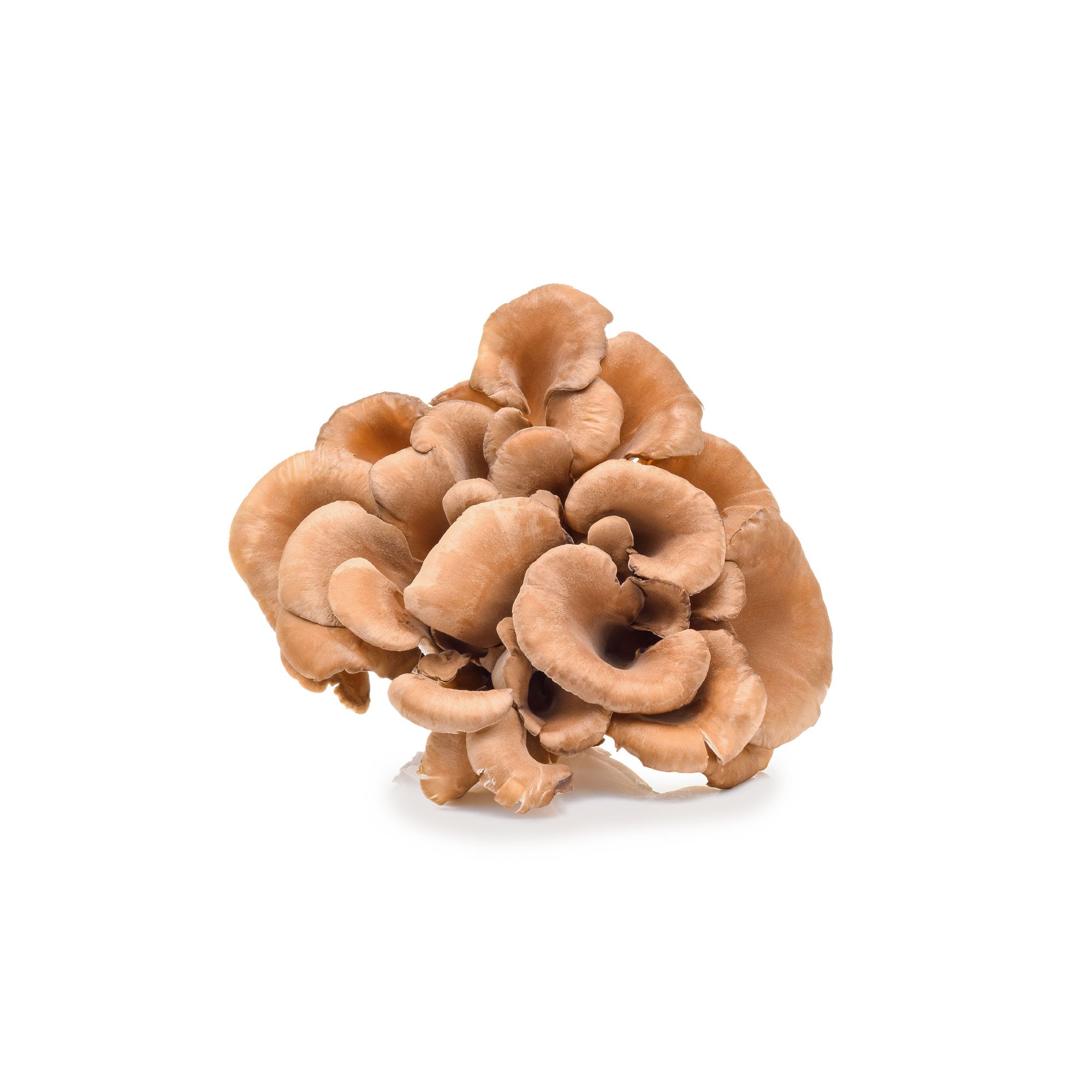 Maitake Mushroom Extract Blueshift Nutrition