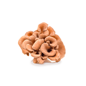 Maitake Mushroom Extract