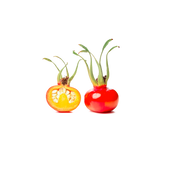 Rose Hips