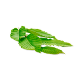 Slippery Elm Extract