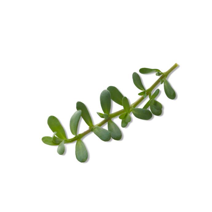 Bacopa