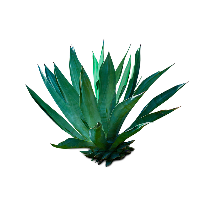 Blue Agave