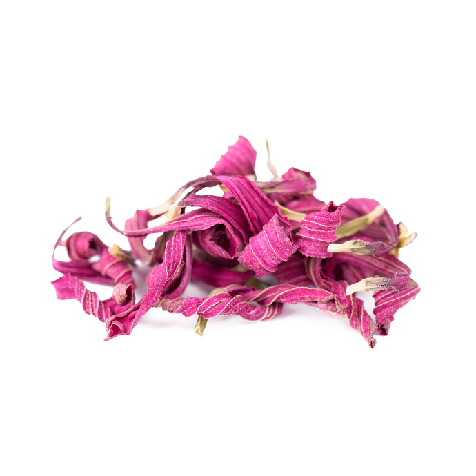 Echinacea