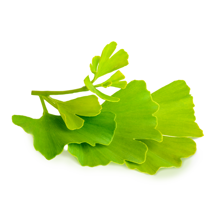 Ginkgo Biloba Leaf Extract