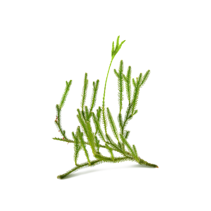 Huperzine A (from Toothed Clubmoss Extract)