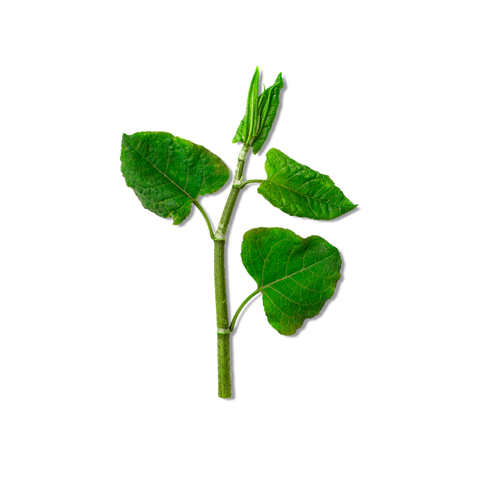 Resveratrol (from Japanese Knotweed Root Extract)