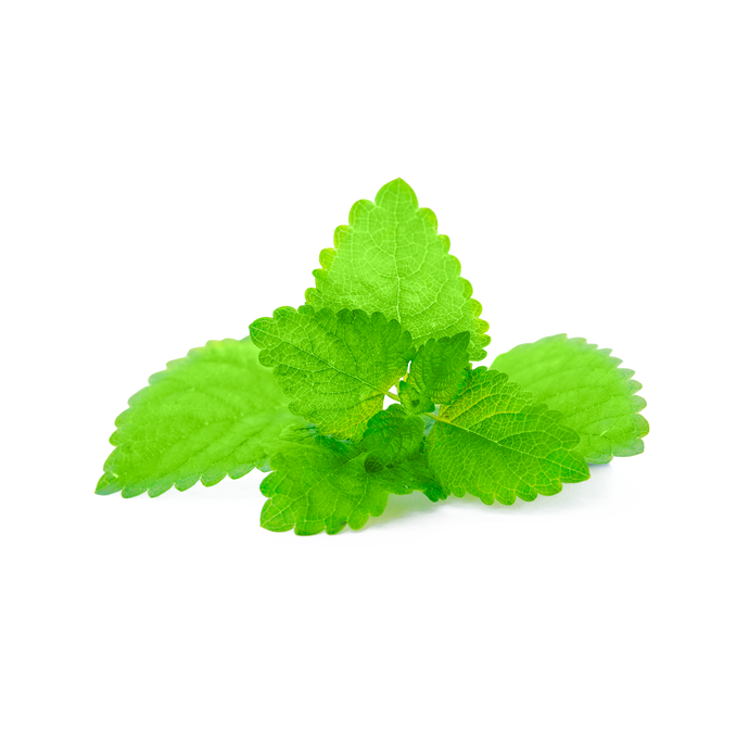 Lemon Balm Extract