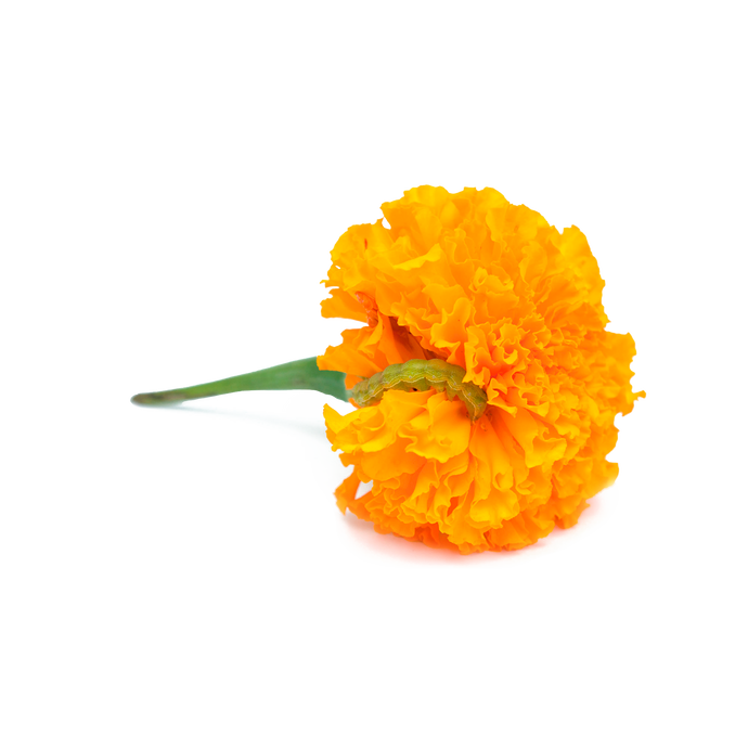 Zeaxanthin (from African Marigold Flower Extract)
