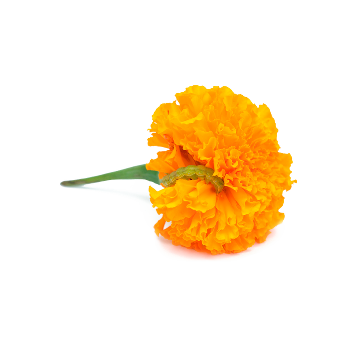 Lutein (from African Marigold Flower Extract)