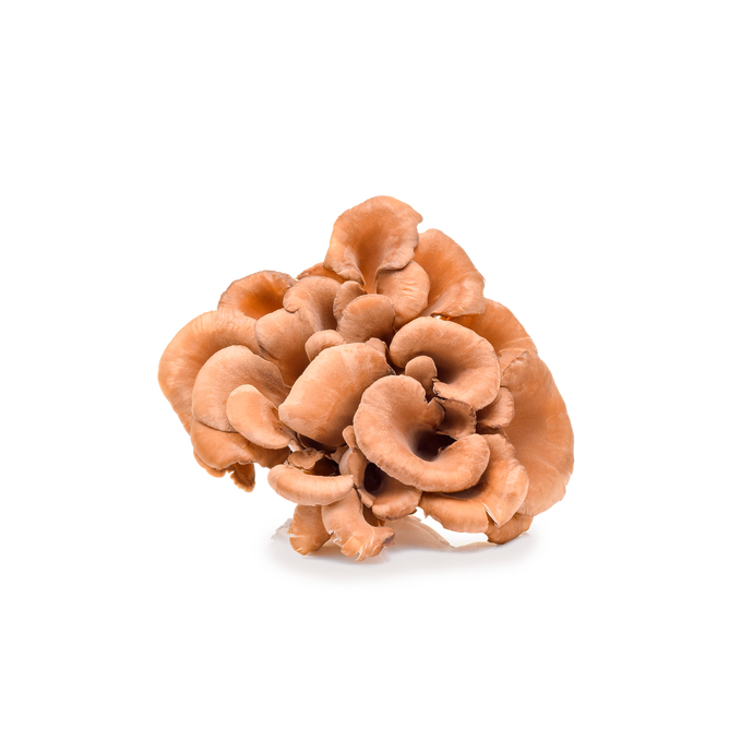 Maitake Mushroom Extract