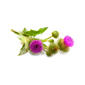 Milk Thistle Seed