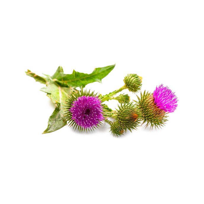 Milk Thistle Seed